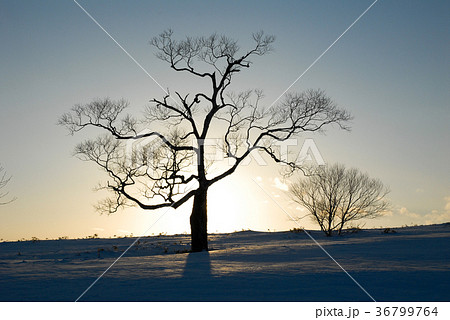 冬の道東　夕日をバックにした藻琴山の木のシルエット（北海道） 36799764
