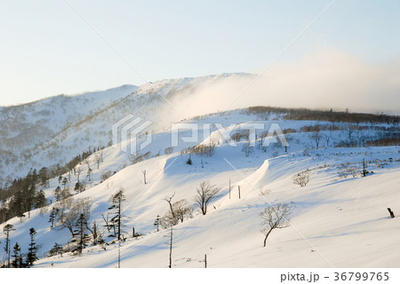 冬の道東　夕方の藻琴山の雪煙（北海道） 36799765