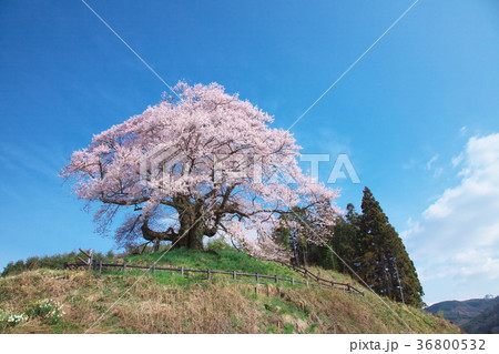 一本桜 - 発知のヒガンザクラ 36800532