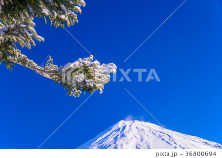 降雪の朝、西臼塚から富士山（静岡県） 36800694