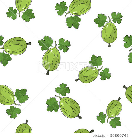 Seamless Pattern of Gooseberry  36800742
