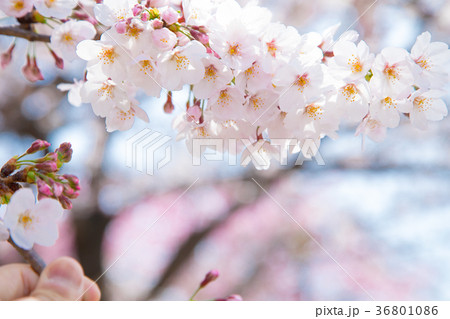 ソメイヨシノ　そめいよしの　桜、満開の桜　サクラ　さくら　染井吉野　コピースペース　文字スペース　 36801086