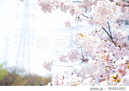 ソメイヨシノ そめいよしの 桜、満開の桜 サクラ さくら 染井吉野 コピースペース 文字スペース ソメイヨシノ そめいよしの 桜、満開の桜 サクラ さくら 染井吉野 コピースペース 文字スペース 36801092