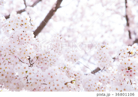 ソメイヨシノ　そめいよしの　桜、満開の桜　サクラ　さくら　染井吉野　コピースペース　文字スペース　 36801106