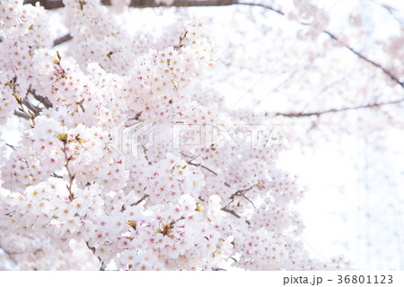 ソメイヨシノ　そめいよしの　桜、満開の桜　サクラ　さくら　染井吉野　コピースペース　文字スペース　 36801123
