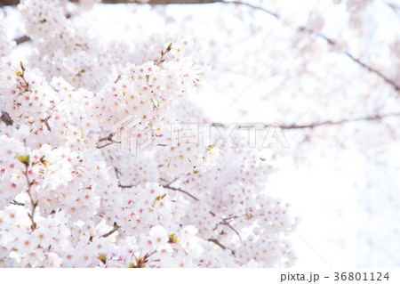 ソメイヨシノ そめいよしの 桜、満開の桜 サクラ さくら 染井吉野 コピースペース 文字スペース ソメイヨシノ そめいよしの 桜、満開の桜 サクラ さくら 染井吉野 コピースペース 文字スペース 36801124