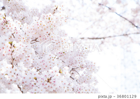 ソメイヨシノ そめいよしの 桜、満開の桜 サクラ さくら 染井吉野 コピースペース 文字スペース ソメイヨシノ そめいよしの 桜、満開の桜 サクラ さくら 染井吉野 コピースペース 文字スペース 36801129