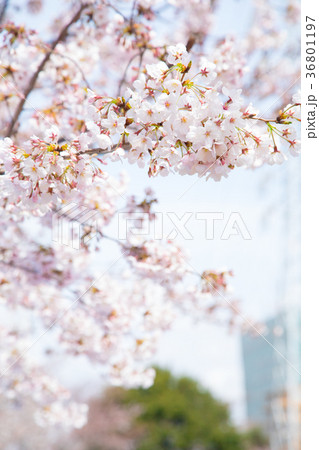 花見　桜の季節　染井吉野　ソメイヨシノ　公園でお花見 36801197