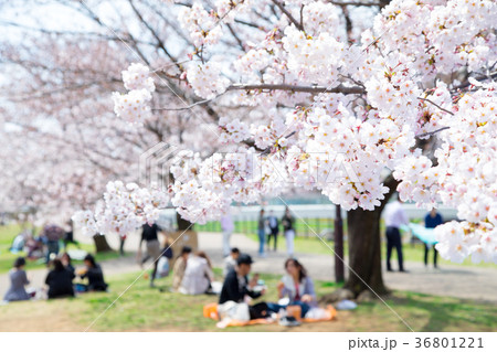 花見 桜の季節 染井吉野 ソメイヨシノ 公園でお花見 花見 桜の季節 染井吉野 ソメイヨシノ 公園でお花見 36801221