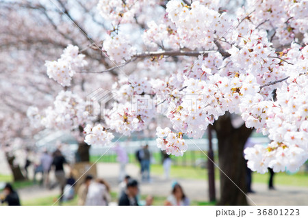 花見 桜の季節 染井吉野 ソメイヨシノ 公園でお花見 花見 桜の季節 染井吉野 ソメイヨシノ 公園でお花見 36801223