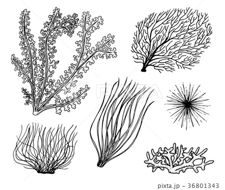 marine plants seaweed. vegetable life and food for marine plants seaweed. vegetable life and food for 36801343