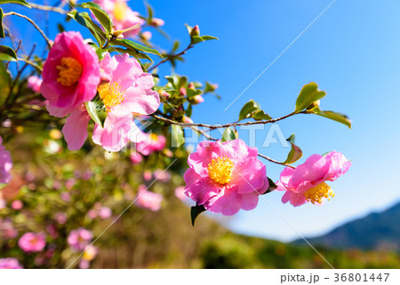 山茶花　【クローズアップ】 36801447