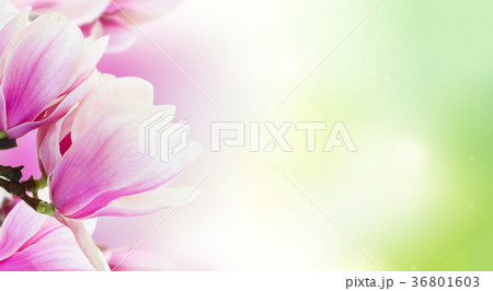 Blossoming pink magnolia Flowers 36801603