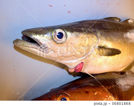 Fish skeleton in a plastic crate. Head of codfish Fish skeleton in a plastic crate. Head of codfish 36801868