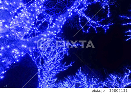 青の洞窟 SHIBUYA 2017 青の洞窟 SHIBUYA 2017 36802131