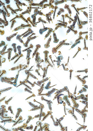 Mosquito larvae in water on white background. Mosquito larvae in water on white background. 36802172