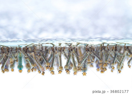 Mosquito larvae in water on white background. 36802177