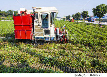 tractor pulling that is harvesting peanuts tractor pulling that is harvesting peanuts 36802798