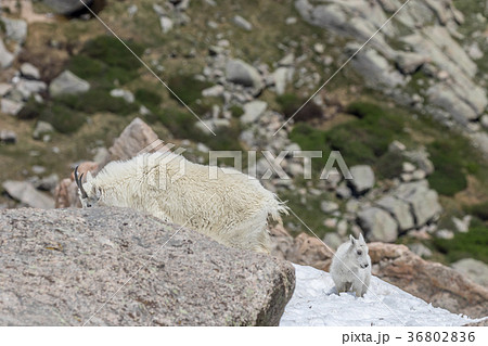 Mountain Goat Nanny and Young Mountain Goat Nanny and Young 36802836