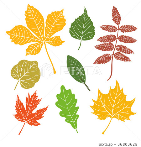 Leaves silhouettes set. 36803628