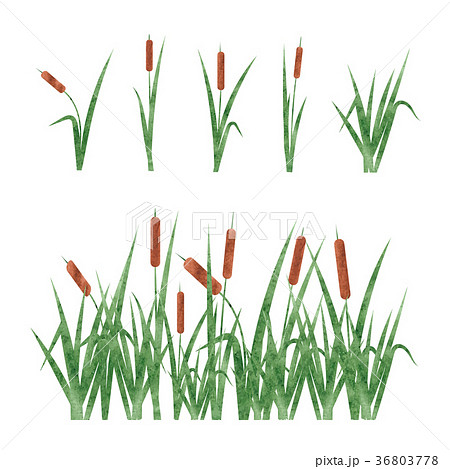 Watercolor Reeds Set Design Elements Stock Illustration