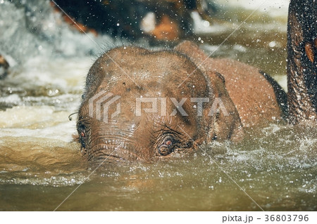 Elephant playing in the river Elephant playing in the river 36803796