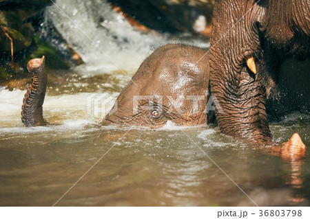 Elephants playing in the river Elephants playing in the river 36803798