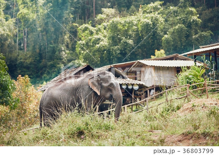Elephant in village Elephant in village 36803799