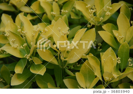 黄金柾 オウゴンマサキ 花のように美しい葉です 黄金柾 オウゴンマサキ 花のように美しい葉です 36803940