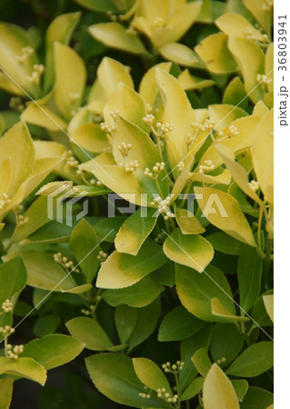 黄金柾　オウゴンマサキ　花のように美しい葉です 36803941