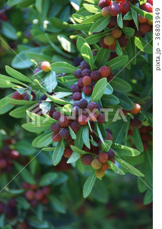 山桃 ヤマモモ　花言葉は「ただひとりを愛する」 36803949