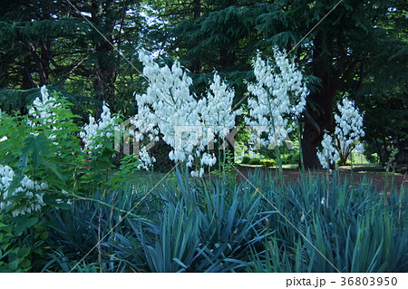 ユッカ 厚葉君が代蘭 花言葉は「颯爽とした」 ユッカ 厚葉君が代蘭 花言葉は「颯爽とした」 36803950