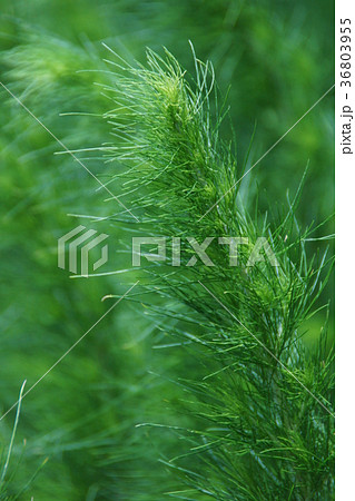 河原蓬 カワラヨモギ 河原蓬 カワラヨモギ 36803955