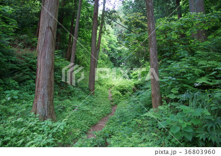 里山の路 里山の路 36803960