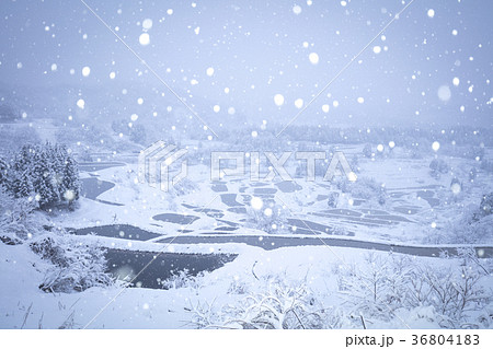 新潟県 星峠の棚田 雪景色 36804183