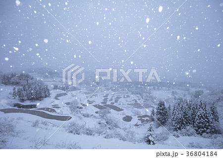 新潟県 星峠の棚田 雪景色 新潟県 星峠の棚田 雪景色 36804184