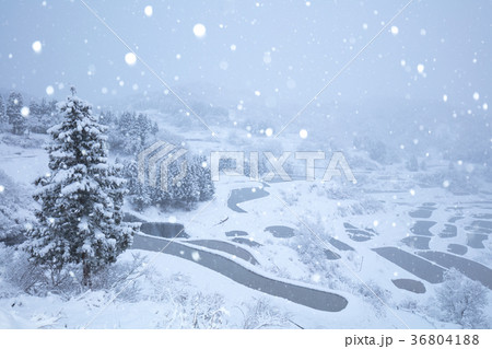 新潟県 星峠の棚田 雪景色 新潟県 星峠の棚田 雪景色 36804188