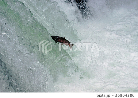 サクラマス サクラマス 36804386