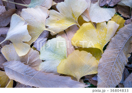 落ち葉に降りた霜 落ち葉に降りた霜 36804833
