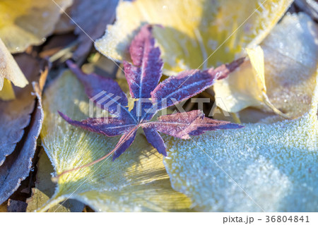 霜が降りた落ち葉に朝日 36804841