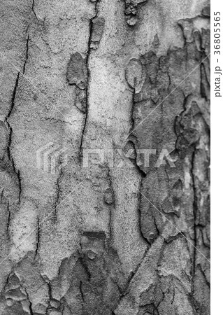 Texture of tree bark sycamore. Natural background Texture of tree bark sycamore. Natural background 36805565