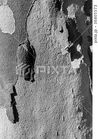 Texture of tree bark sycamore. Natural background Texture of tree bark sycamore. Natural background 36805573