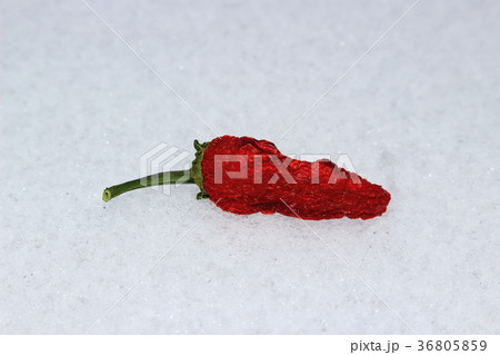 Dry red hot chili pepper on the snow isolated 36805859