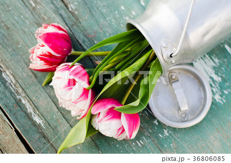 Bouquet of tulips in an aluminum can. 36806085