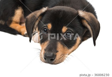 puppy dachshund isolated 36806230