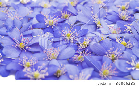 Hepatica nobilis 36806235