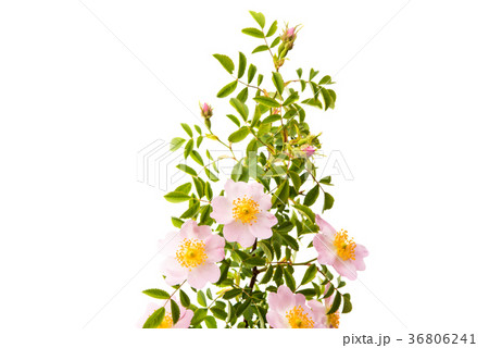 rosehip branch with flowers isolated rosehip branch with flowers isolated 36806241