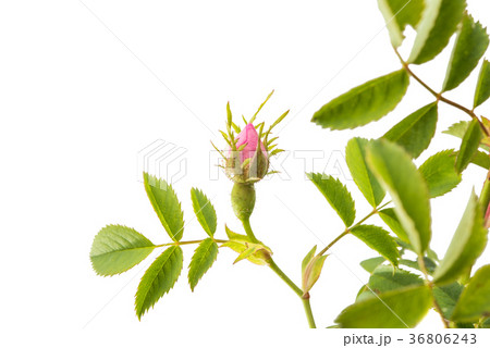 rosehip branch with flowers isolated 36806243