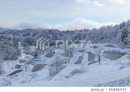 新潟県 蒲生の棚田 雪景色 新潟県 蒲生の棚田 雪景色 36806435