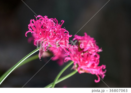 ピンクのダイヤモンドリリーの花 36807063